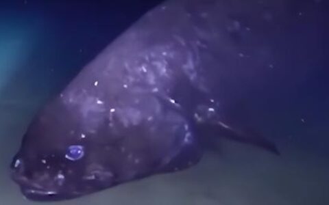 深海鱼图片(深海鳕鱼图片)