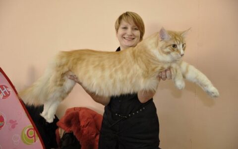 世界上最大的猫(丧尸猫图片)