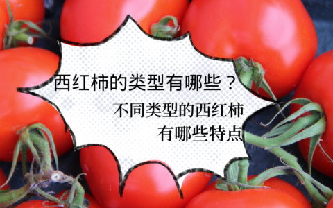 西红柿品种(番茄品种大全及名字)
