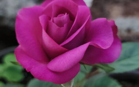 紫玫瑰花(紫玫瑰的别名)