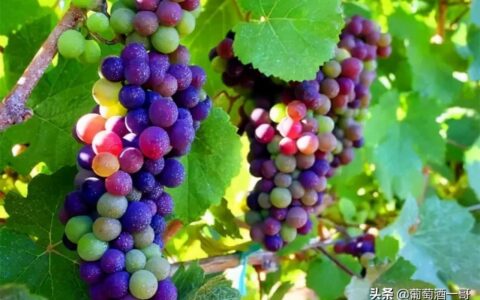 酿酒葡萄(酿酒葡萄和食用葡萄的区别)