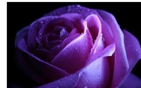 紫玫瑰花语(十二星座本命花)