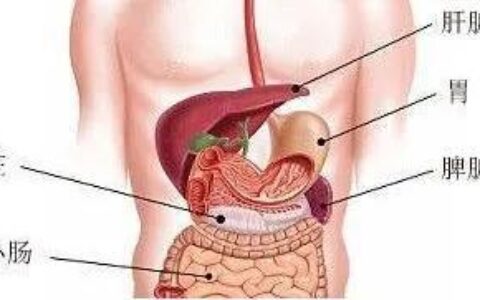 肝脏位置图片(人身肝脏位置图片)