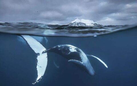 鲸落是什么意思爱情(鲸落情侣名另一半是什么)