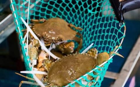 黄油蟹属于什么品种的蟹(黄油蟹多少钱一斤2022)